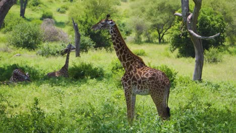 familia de jirafas descansando y alimentándose de la hierba verde entre los árboles en la sabana africana en un safari