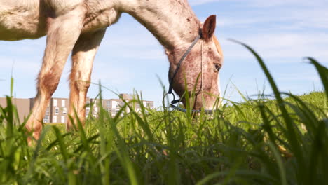 An-old-horse-eating-grass,-body-shaking,-mosquitoes-bothering