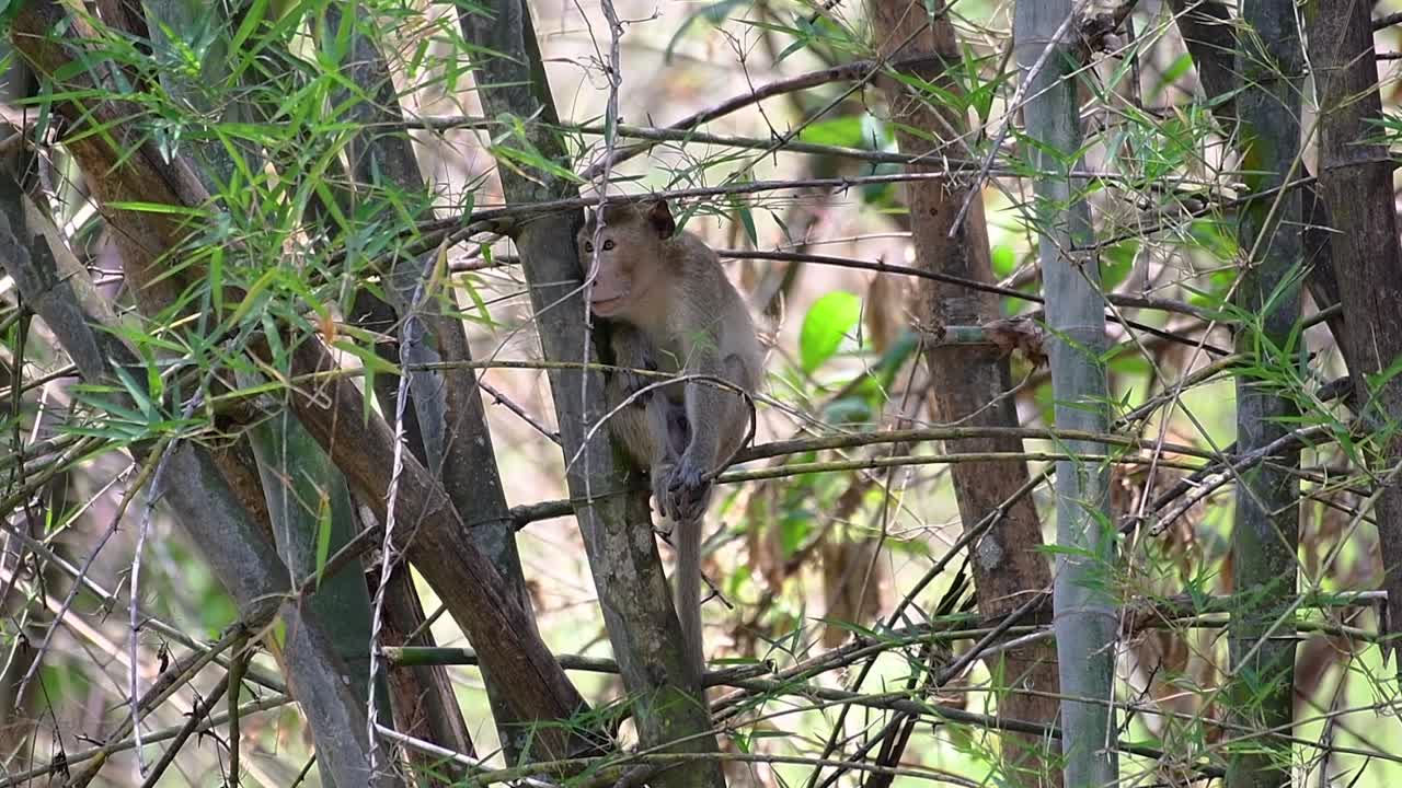 длиннохвостые макаки - самые простые обезьяны, которых можно найти в таиланде, поскольку они обитают в храмовых комплексах, национальных парках и даже в деревнях и городах.