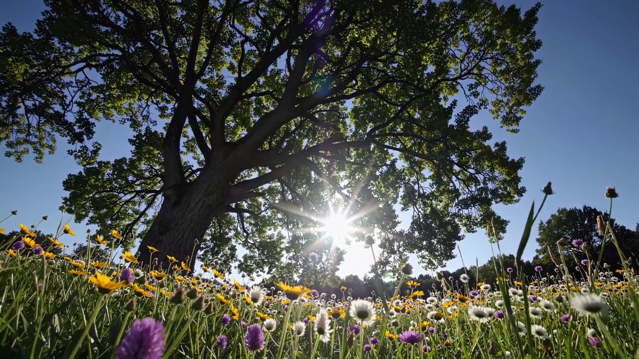 Bright Sun Rays Through Tree in a Vibrant Wildflower Meadow