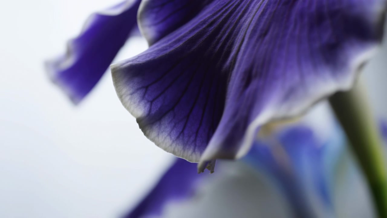Et midterbillede fra en blid sekvens med fokus på et lilla blomsterblad.