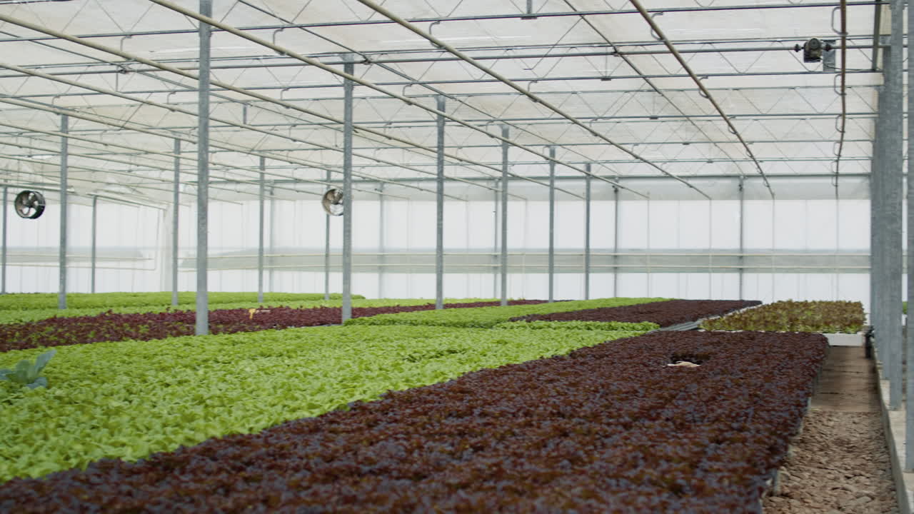 cultivo de lechuga en un invernadero