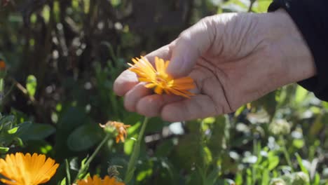 Nahaufnahme-Der-Hände,-Die-Zarte-Orangen-Kamillenblüten-Weichheit-Mit-Den-Händen-Fühlen,-Handheld-Garten,-Tag