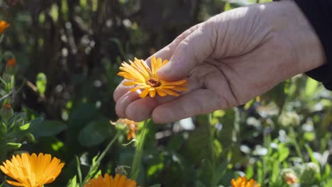 close-up of hands feeling delicate orange chamomile flower softness with hands, handheld garden, day