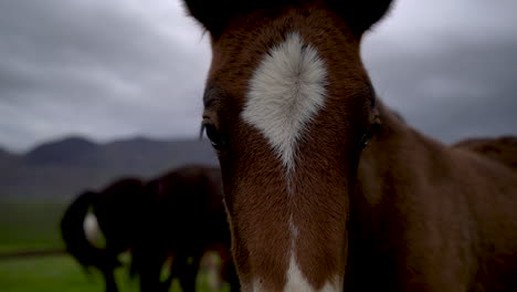 Caballo-Islandés-En-La-Naturaleza-Escénica-De-Islandia.