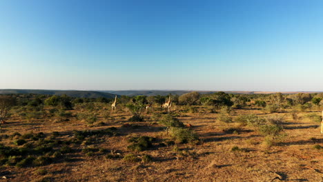 drone shot flying through a journey of giraffes in the dry african bush