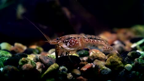 cangrejos de mármol detrás del vidrio del acuario.