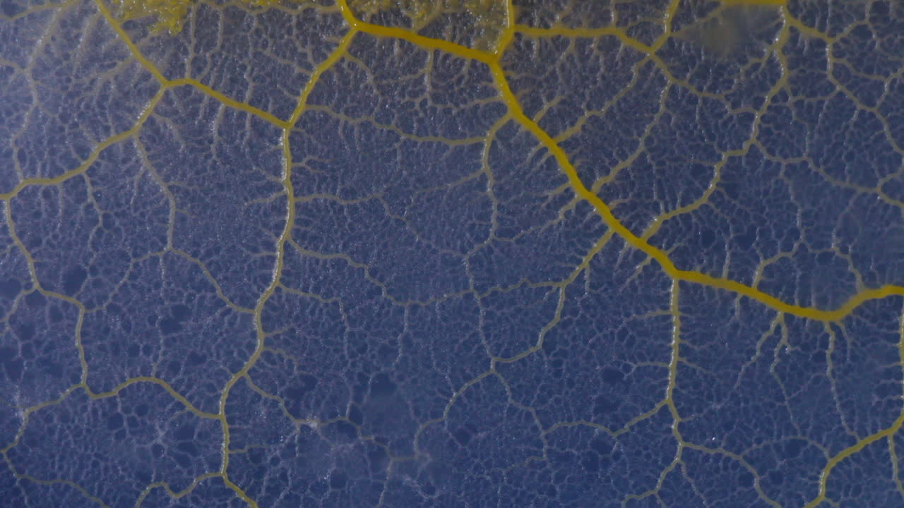 una ola temblorosa de crecimiento del moho del limo, physarum polycephalum avanza en lapso de tiempo