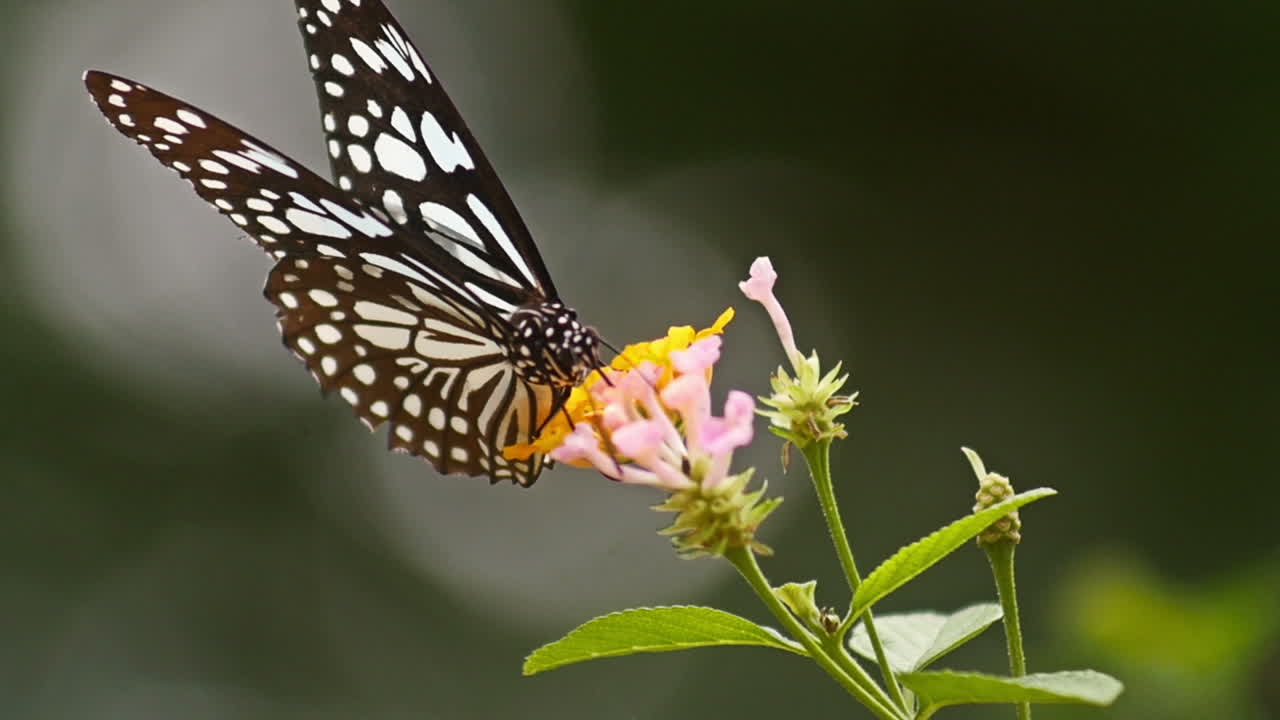 Butterfly feeding on flower