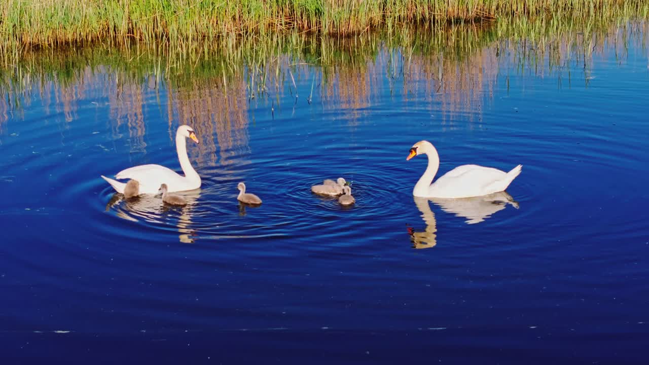 Peaceful swan family moment captured on quiet water with soft ripples around