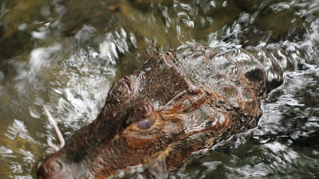 쥐를 잡아먹는 드워프카이만