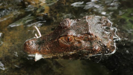 Dwarf-Caiman-Eating-A-Mouse