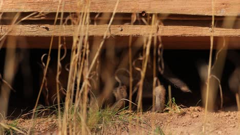 un cachorro de zorro rojo americano encontrando refugio en el suelo debajo de una estructura urbana
