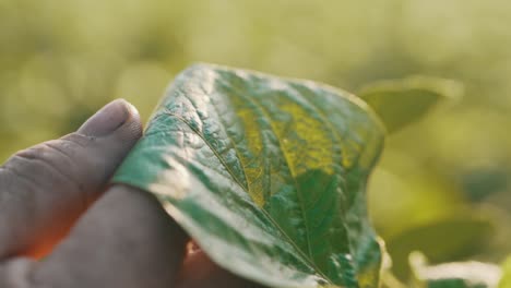 planta en mano de personas