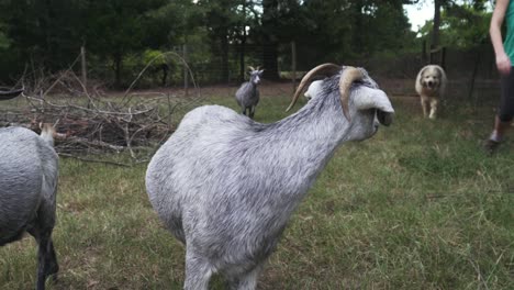 young nubian goats watching farmer walk past them in a field while a playful puppy runs and a dog follows her