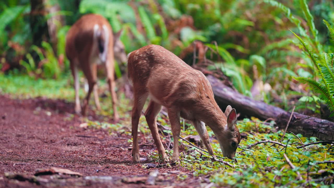 Deer family grazing through a beautiful forest