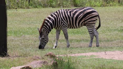 zebra feeding on grass in a serene field