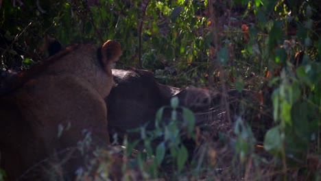 Close-up-of-lionesses-resting,-panting-under-bush-beside-its-prey