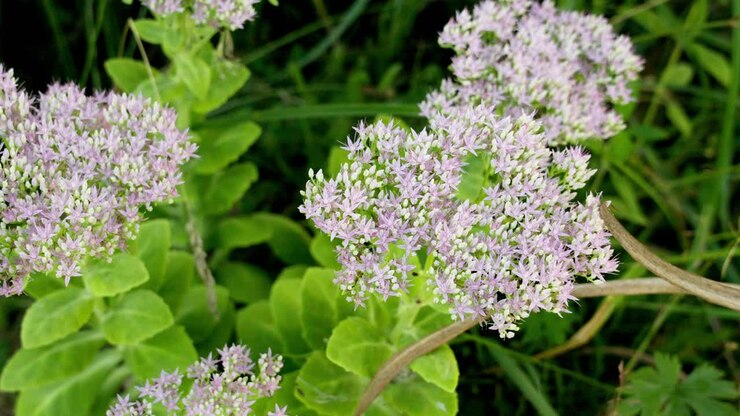 Ripresa al rallentatore di fiori di Hylotéléphium spectabile in fiore con piccole mosche