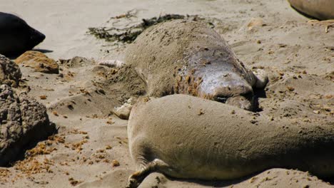 seals throwing sand on their back to chill in the heat, while resting on a beach in california