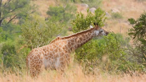 South-African-Giraffe-Cape-Giraffe-eating-from-a-forest-branch-tree,-isolated-bright-sunny-windy-day