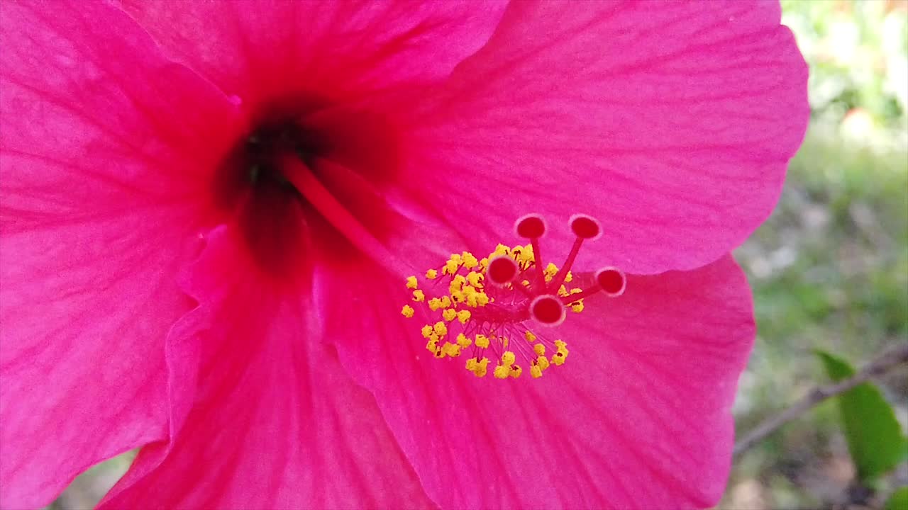 Primo piano di un fiore di ibisco in Kerala, India