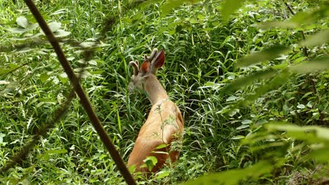 white tailed deer buck feeding in dense vegetation