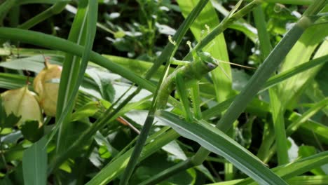una ninfa de saltamontes común justo después de pasar por una de las múltiples etapas de muda en su ciclo de vida