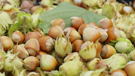 closeup of ripe hazelnuts in nutshells drying raw fresh picked nuts fruit harvest autumn time