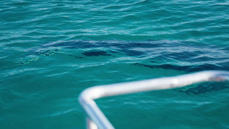 Whale-Swimming-Under-Blue-Water-Around-Sightseeing-Cruise-Boat,-4K-Slow-Motion