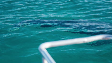 whale swimming under blue water around sightseeing cruise boat, 4k slow motion