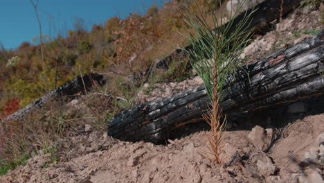 los voluntarios llevan a cabo la reforestación después del incendio y plantan plántulas jóvenes de bosque de pinos