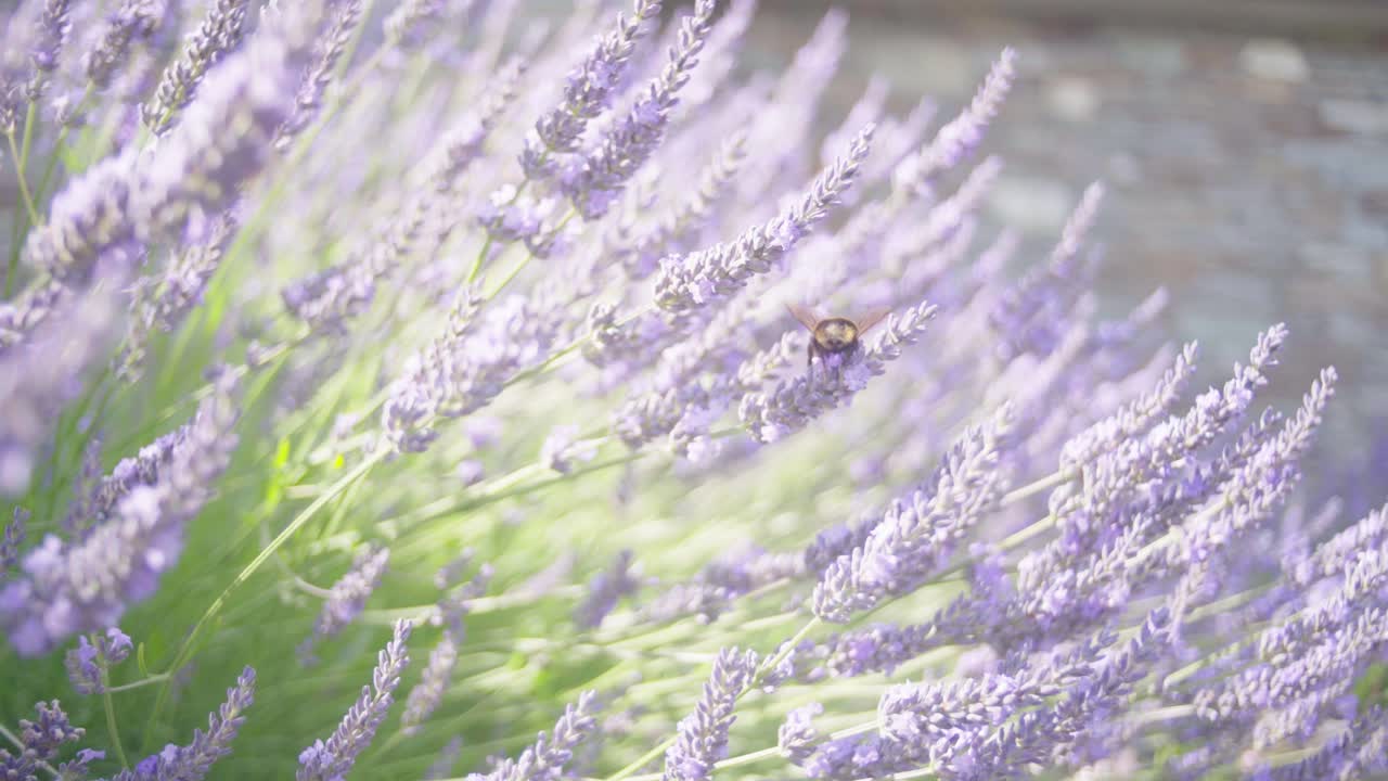 bee collecting pollen through lavender flowers