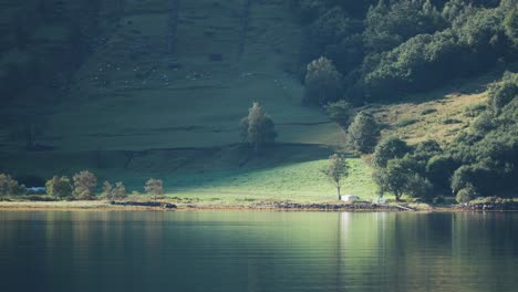 a peaceful stretch of geiranger fjord shoreline, where sunlight bathes green fields and trees near the water’s edge