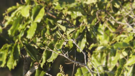 Pair-of-blue-dacnis-male-and-female-perched-on-a-branch-jump-away,-turquoise-honeycreeper-enjoying-sunlight