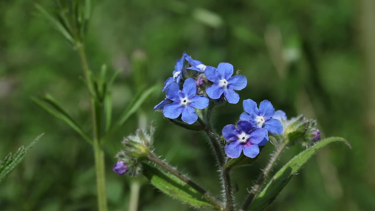 Green Alkanet, Pentaglottis sempervirens, in flower in early Summer. UK