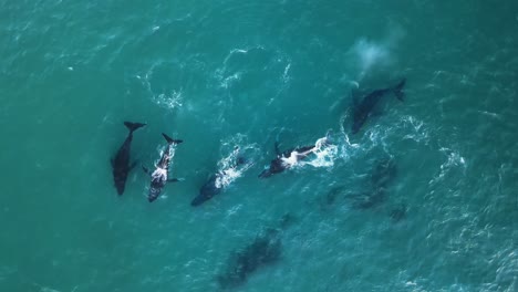 vista panorámica de la vaina de ballenas jorobadas nadando juntas mar azul turquesa frente a la costa de mozambique