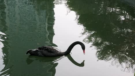 slow motion footage of a black swan swimming peacefully through the water at a park in taiwan. natural settings create a calm. perfect for wildlife, travel, and meditative nature content.