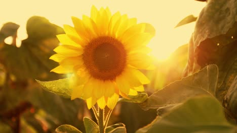 sunflower in a field at sunset