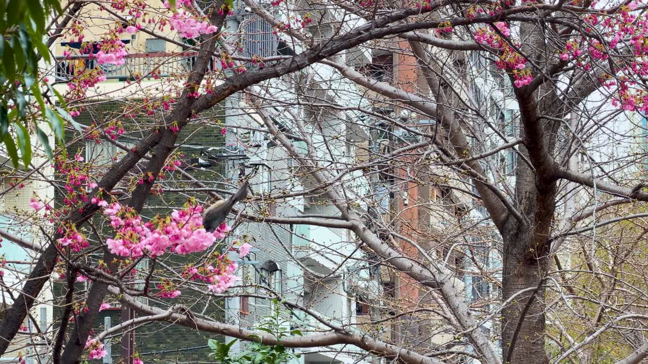 Un bulbul dalle orecchie marroni si posa su rami di sakura rosa in fiore sullo sfondo di un appartamento urbano