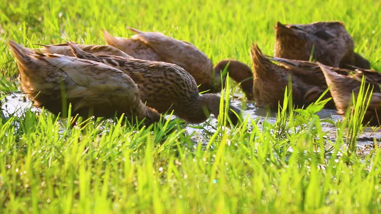 방글라데시의 습지에서 루엔 클레어 또는 말라드 오리 그룹