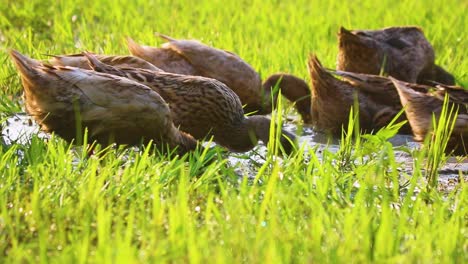 Grupo-De-Rouen-Clair-O-Patos-Mallard-En-Un-Humedal-En-Bangladesh