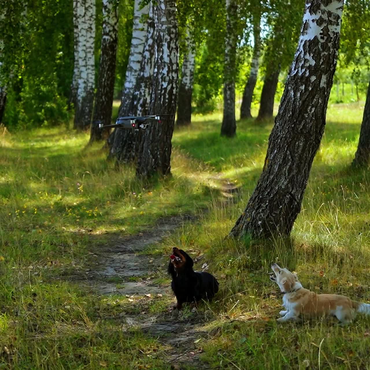 Dogs bark on drone in forest. Black pet looks up on drone flying slowly. Funny pedigree pets playing outdoors.