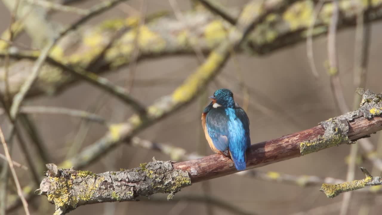 리드 에 있는 일반적 인 킹피셔, 독일