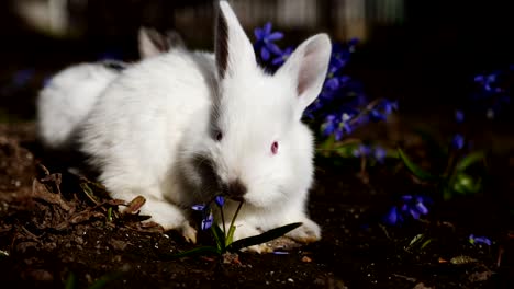 conejo blanco de pascua a primera mañana de primavera