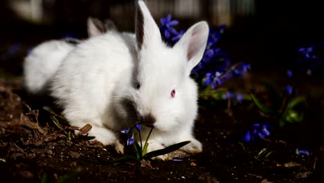 white easter bunny in the early spring morning