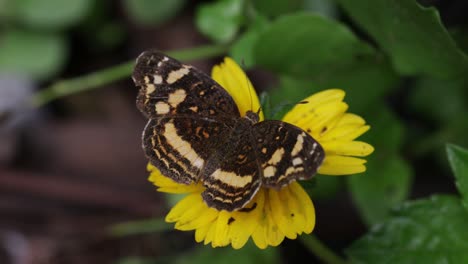 Schmetterling-Posiert-Auf-Einer-Gelben-Blume