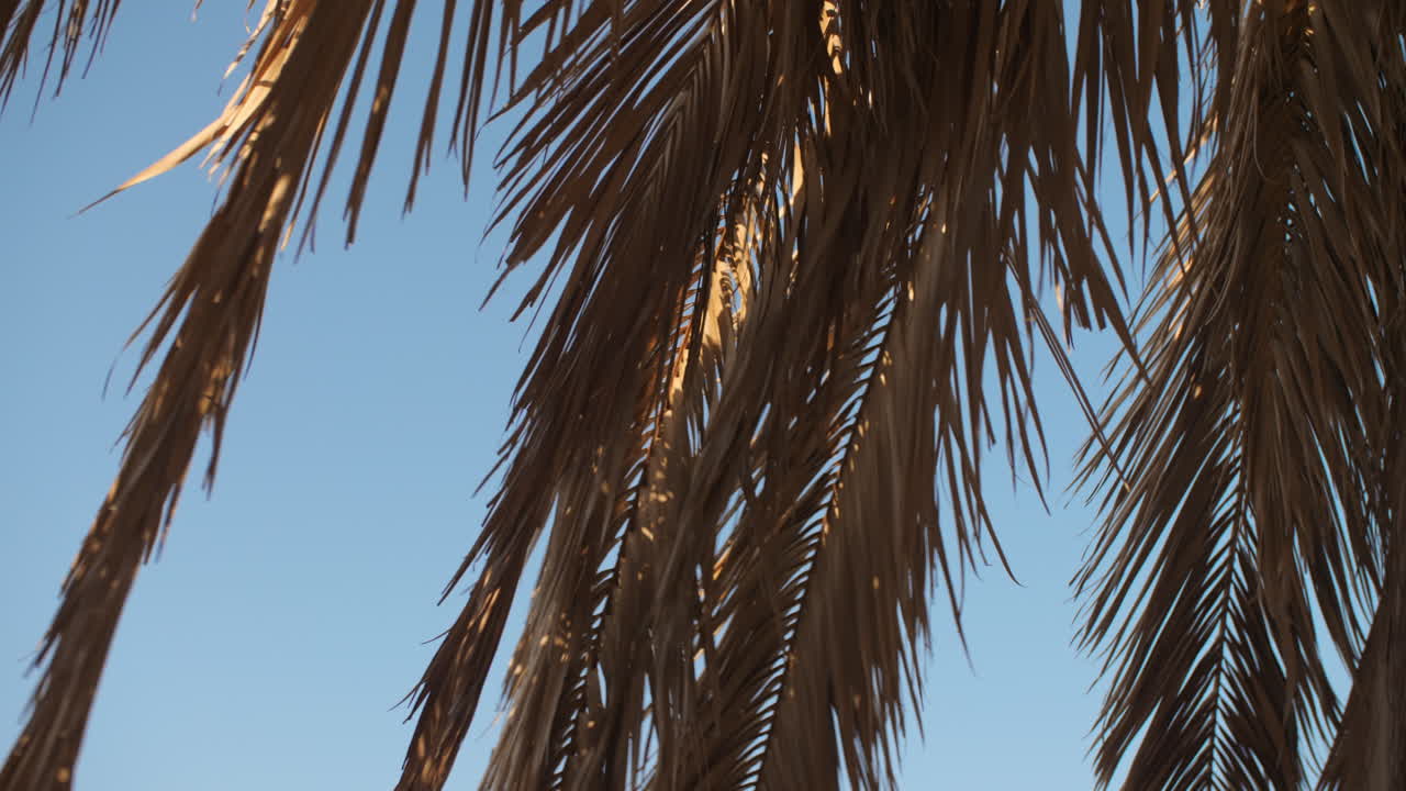 primer plano de hojas de palma secas contra un cielo azul