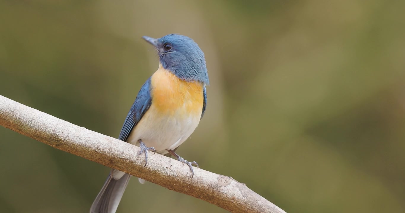 Maschio di pigliamosche blu di Tickell appollaiato su un ramo che si guarda intorno con rapidi movimenti del collo nei Ghati occidentali dell'India.