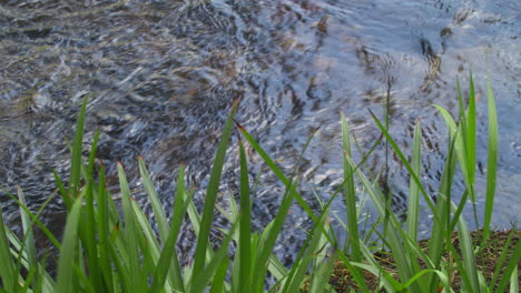 close up view of grass growing near a river